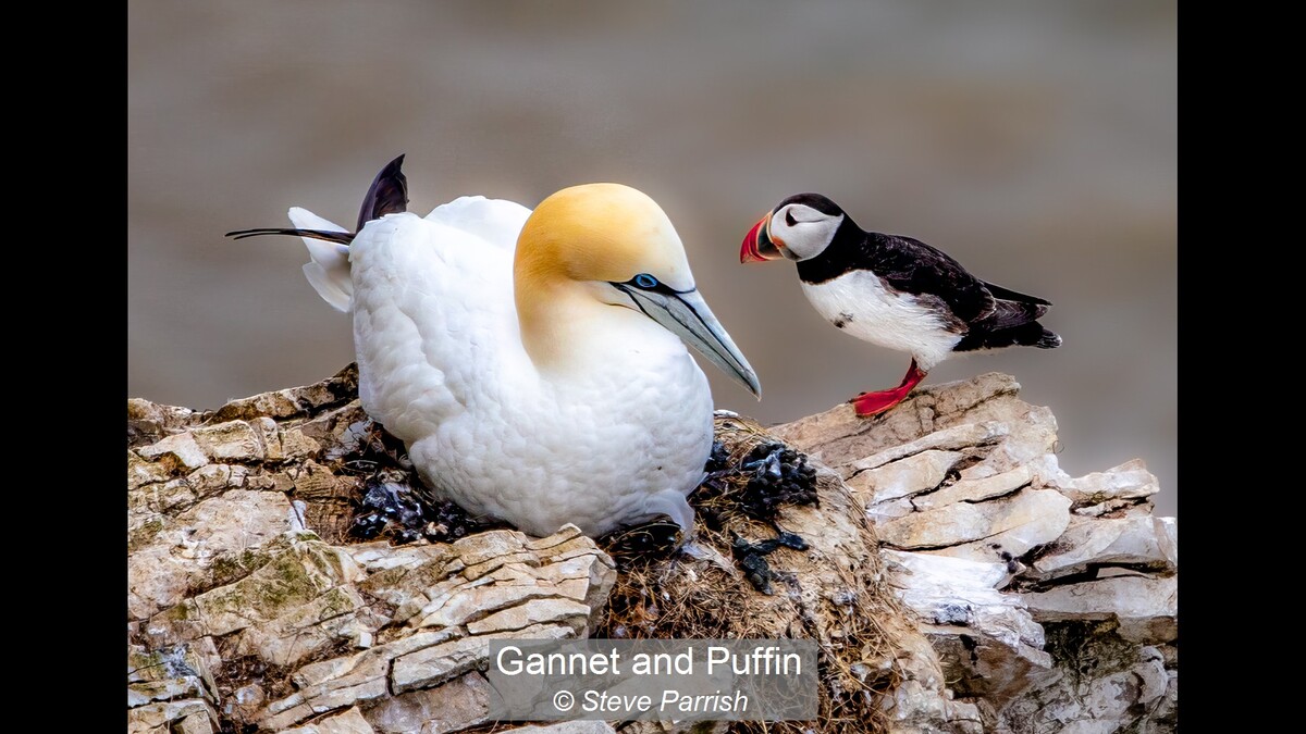 Gannet and Puffin
